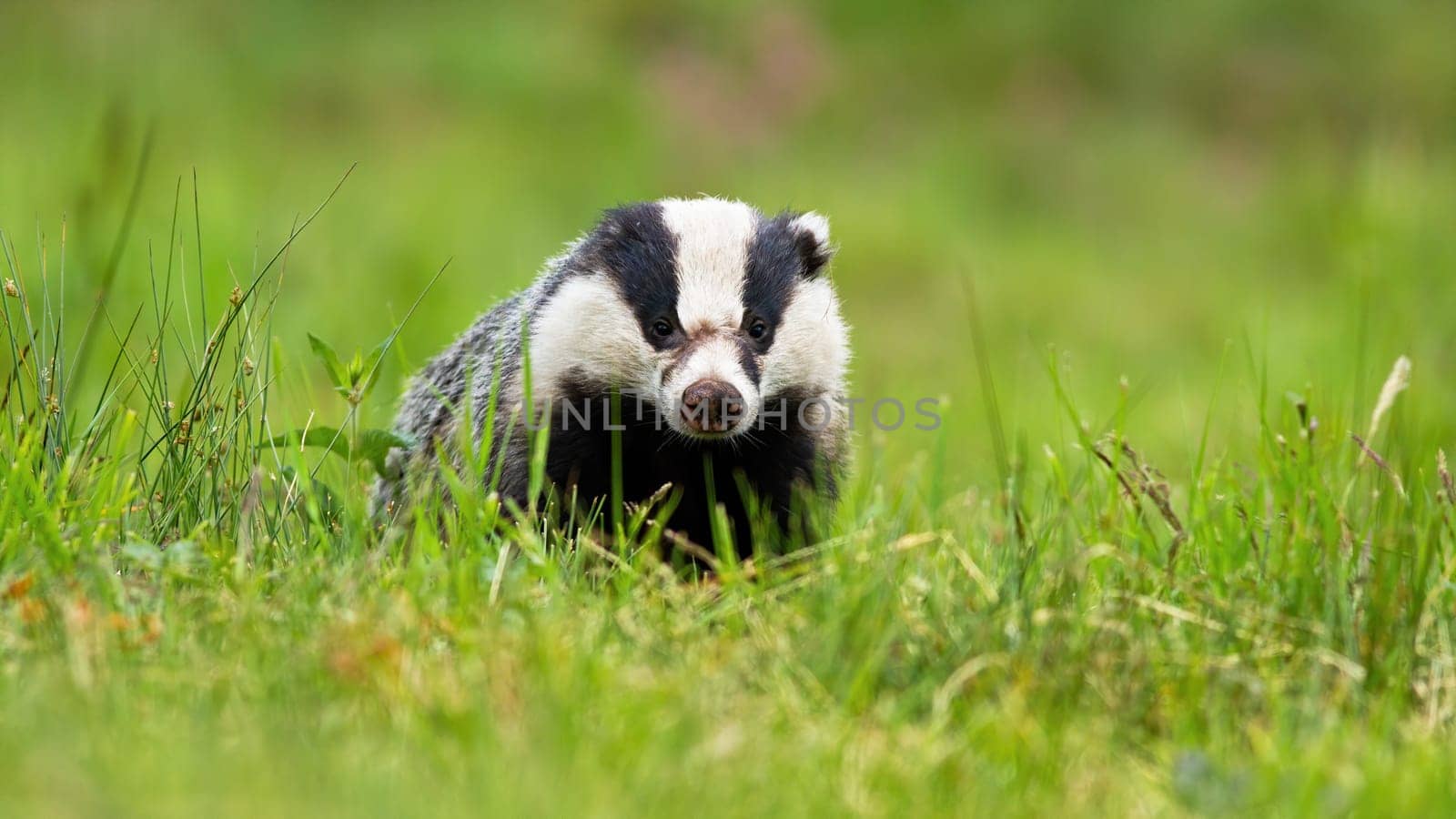 Sneaky european badger, meles meles, peeking out from horizon on a summer meadow. Wild animal with injured snout looking to camera from front view with copy space.