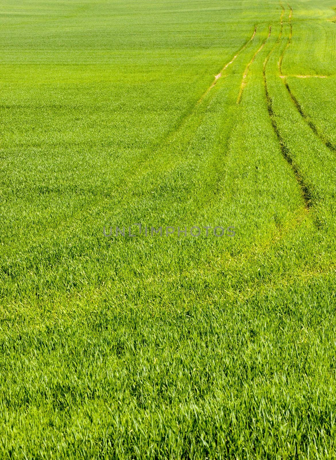 natural green grass of beautiful color, grows in meadows and pastures, photos in the summer season during the active growth of plants and grass