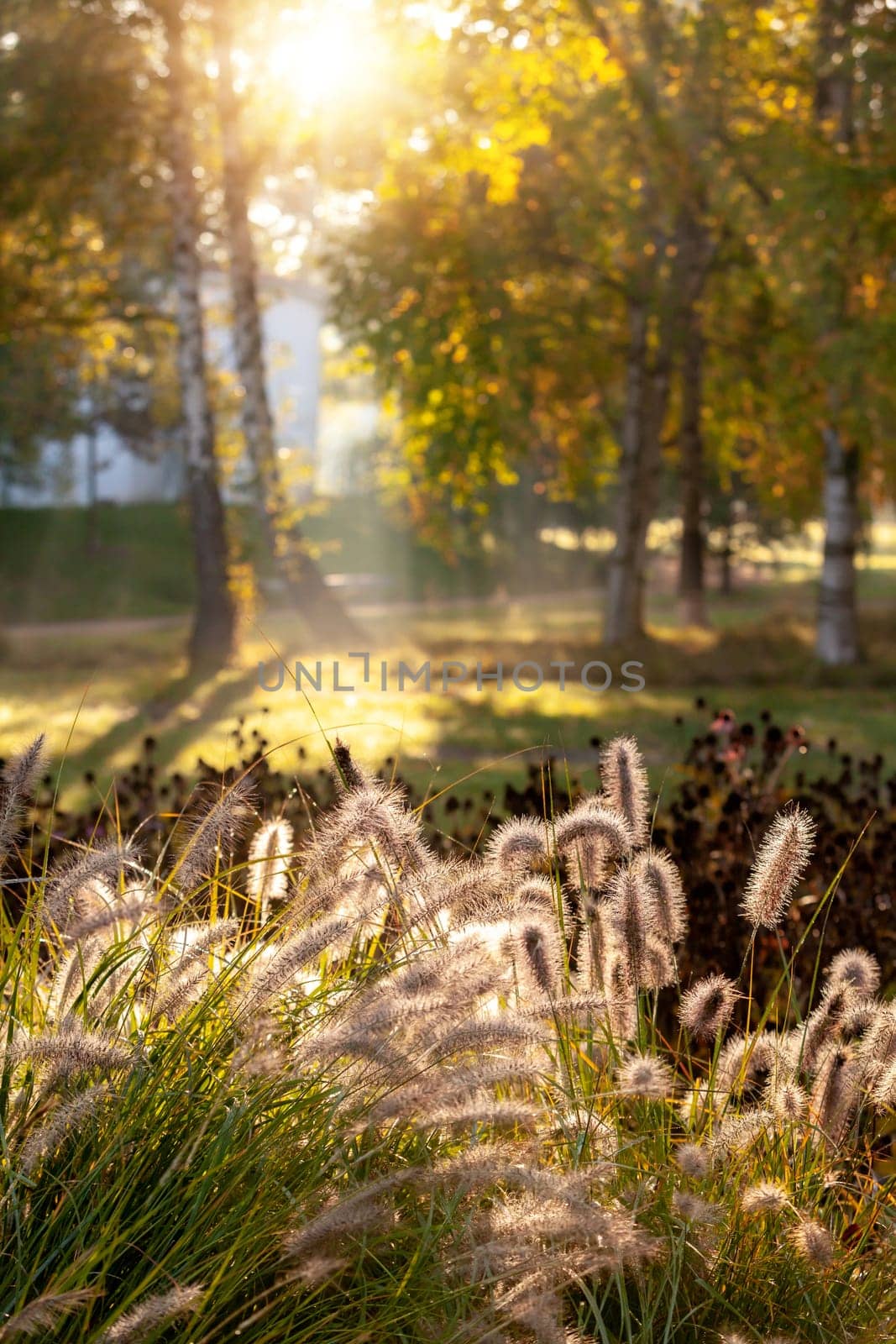 Sun rays in autumn city park - Czech Republic, Pardubice - A group of birch trees