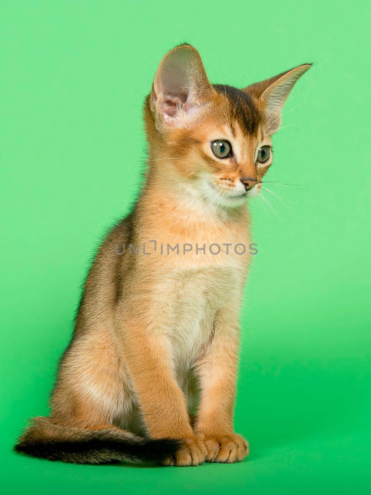 Abyssinian cat (Felis silvestris catus),juvenile,wild-coloured,9 weeks,sedentary,studio recording
