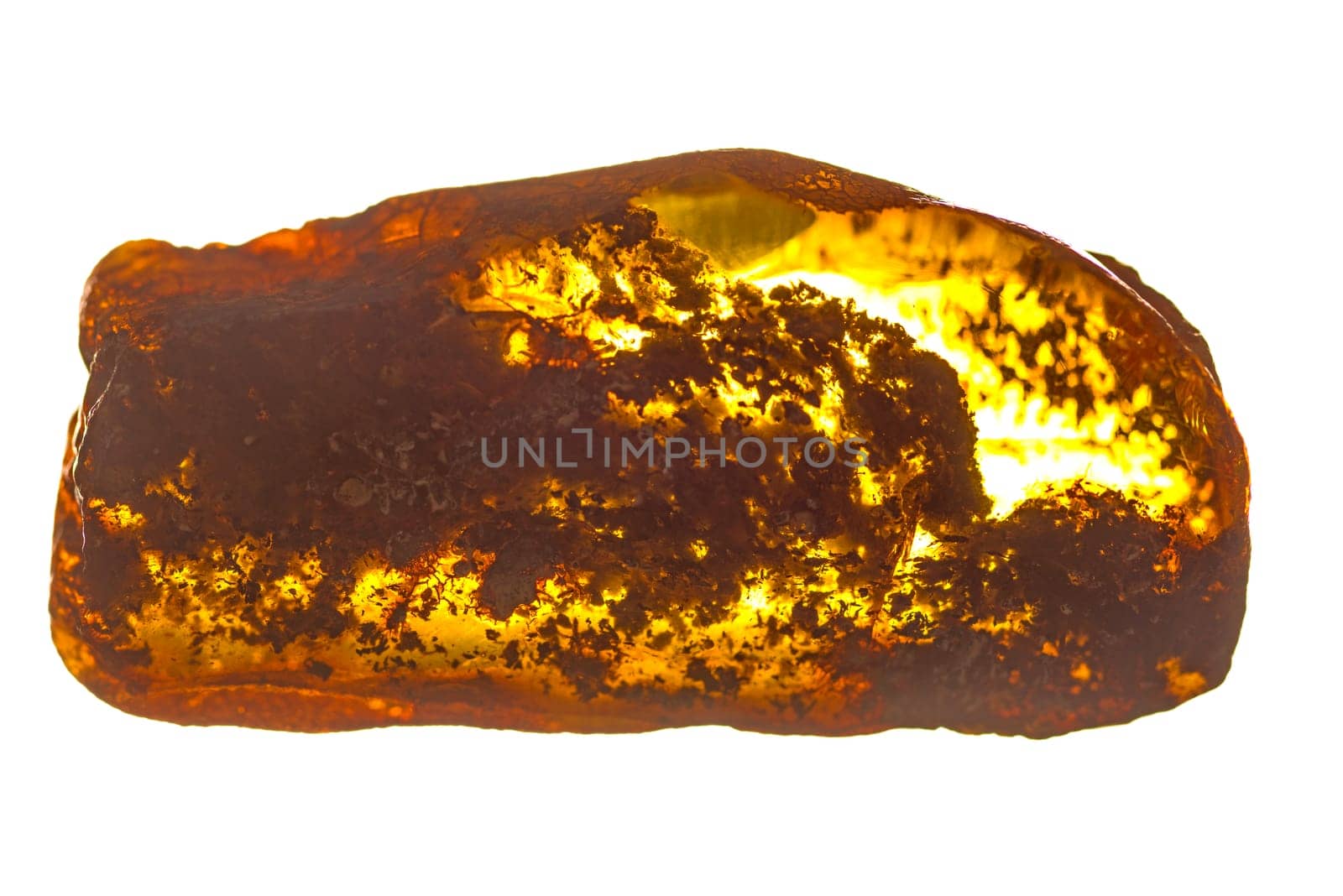 amber with fossil wood inclusions