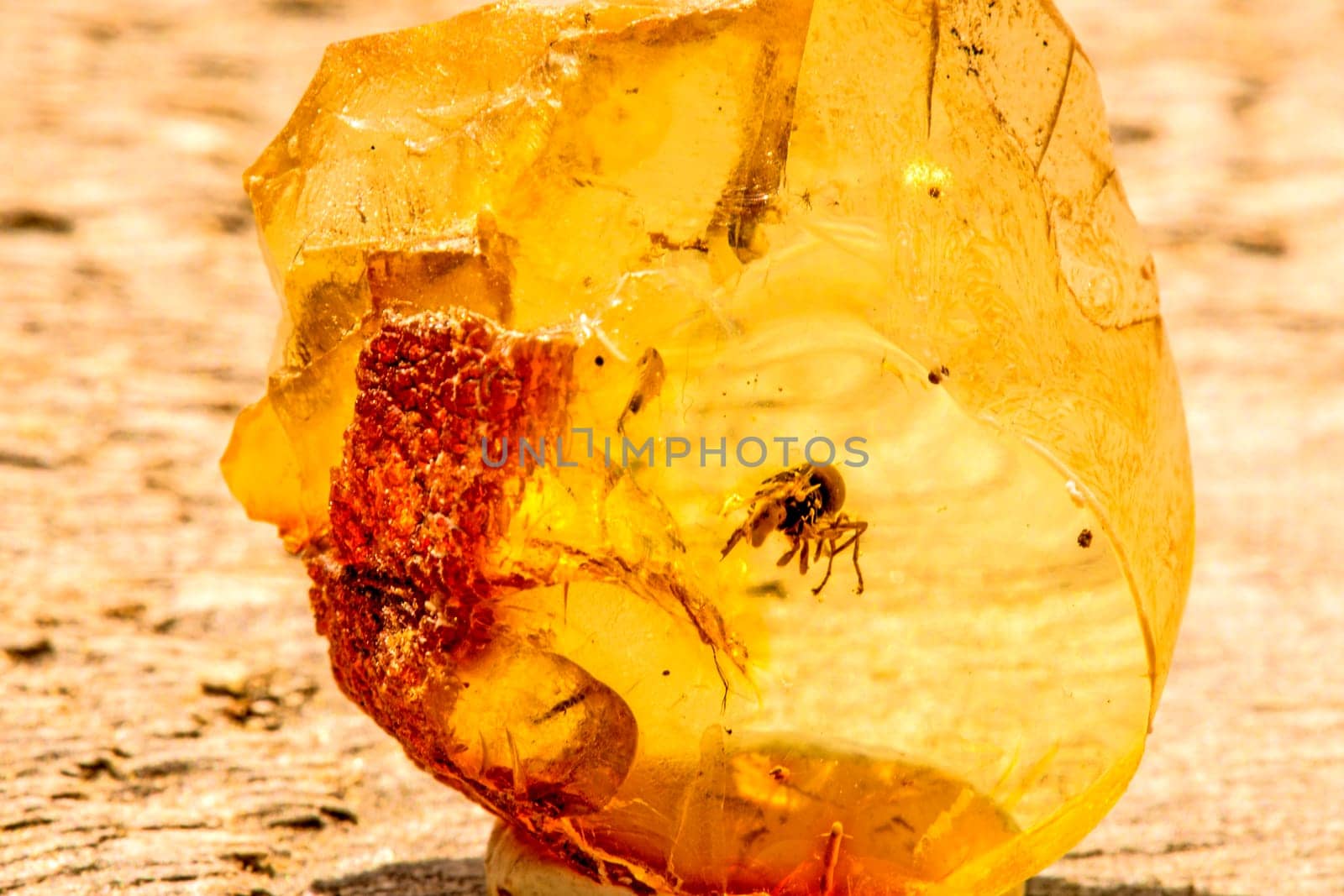 Amber in sun with a spider inclusion