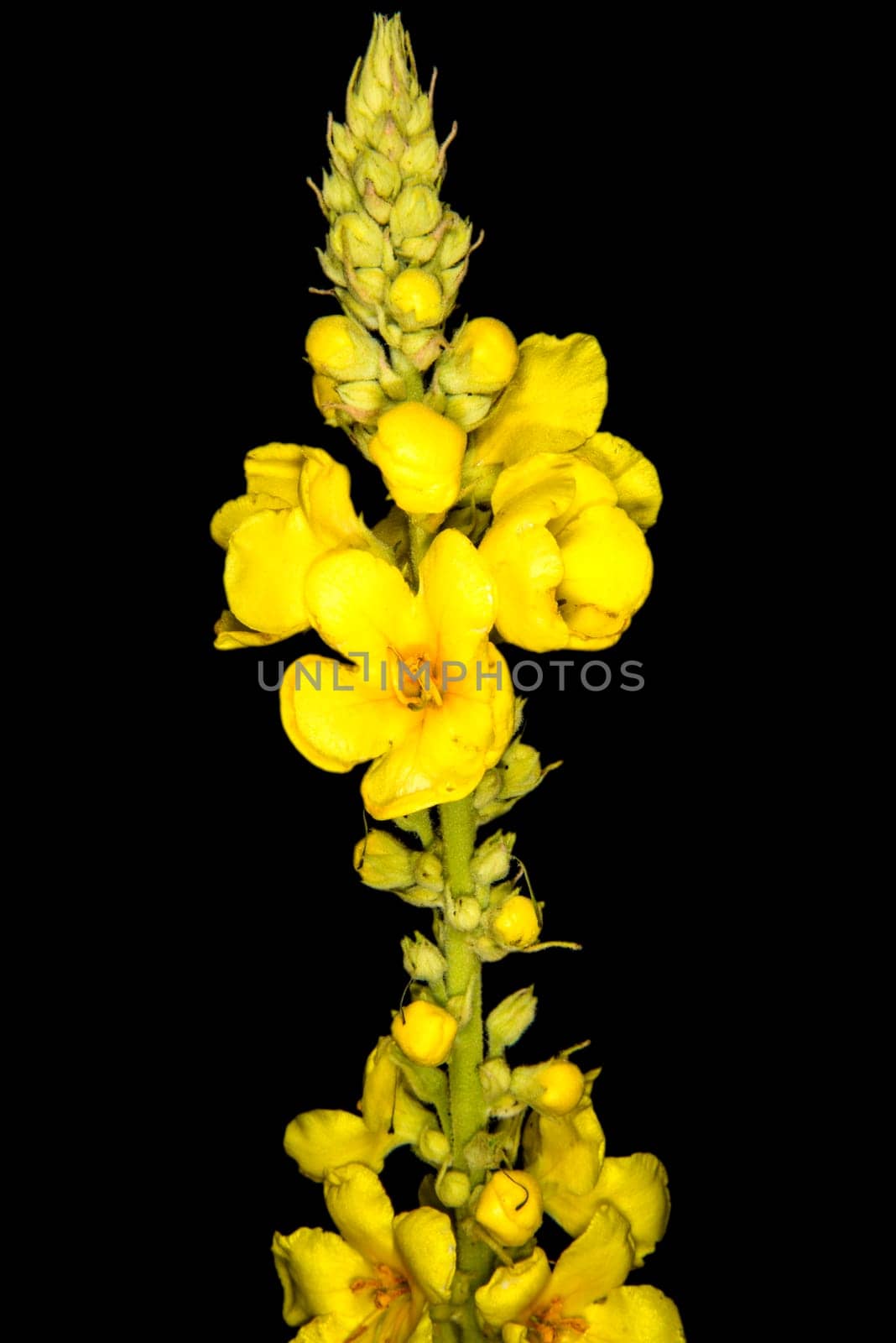 great mullein, medicinal plant with flower
