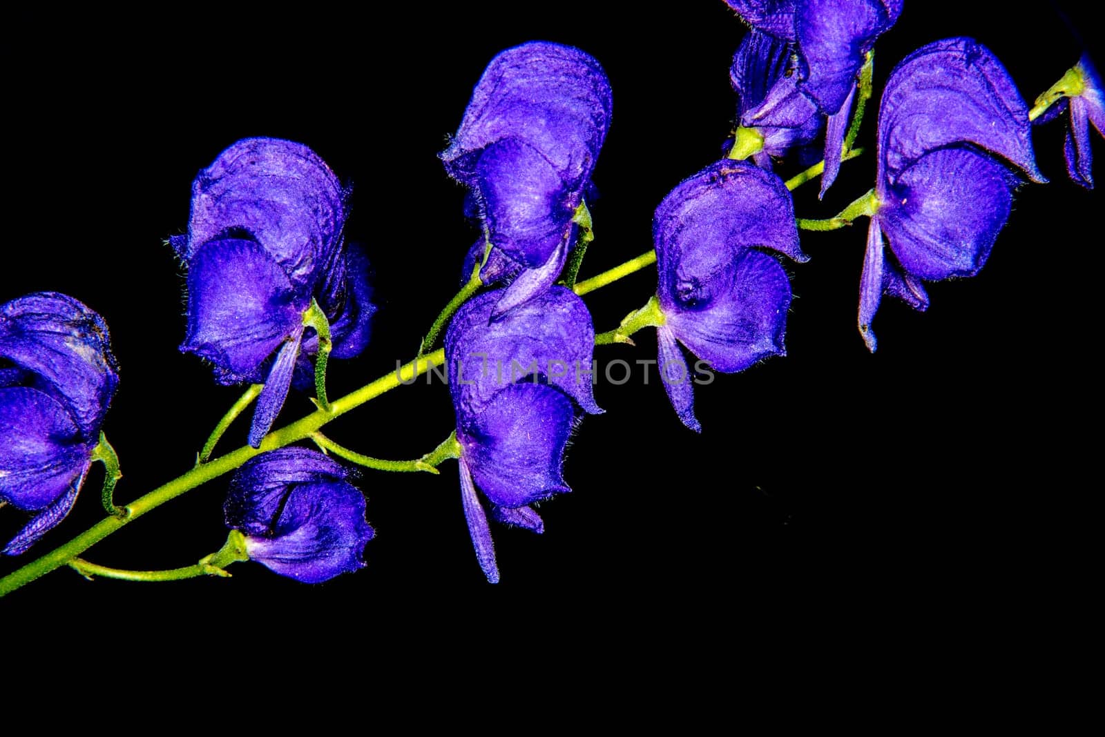 Aconite, medicine plant, most toxic plant of the world