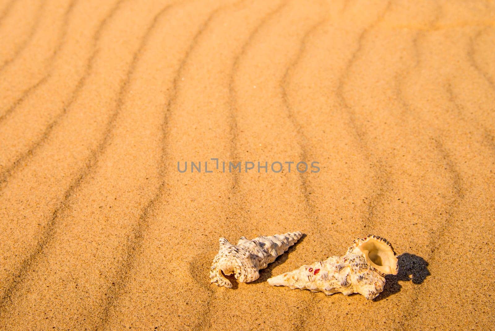sandy beach with snails