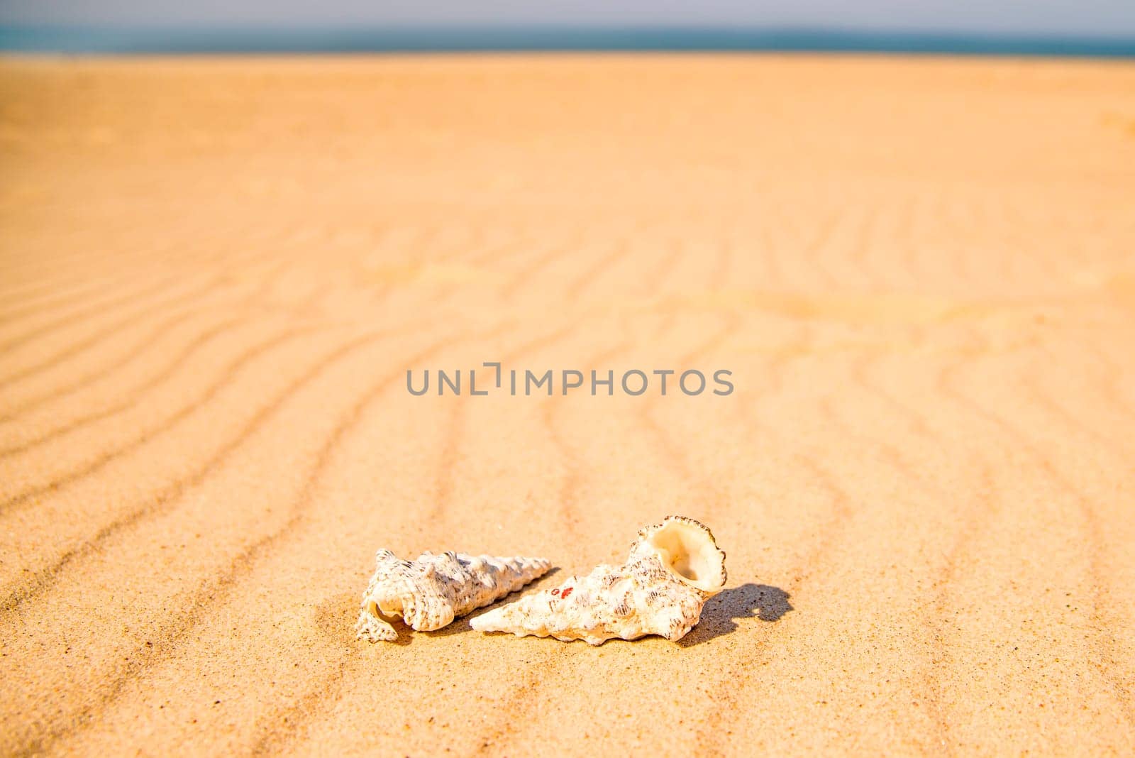snails on a sandy beach