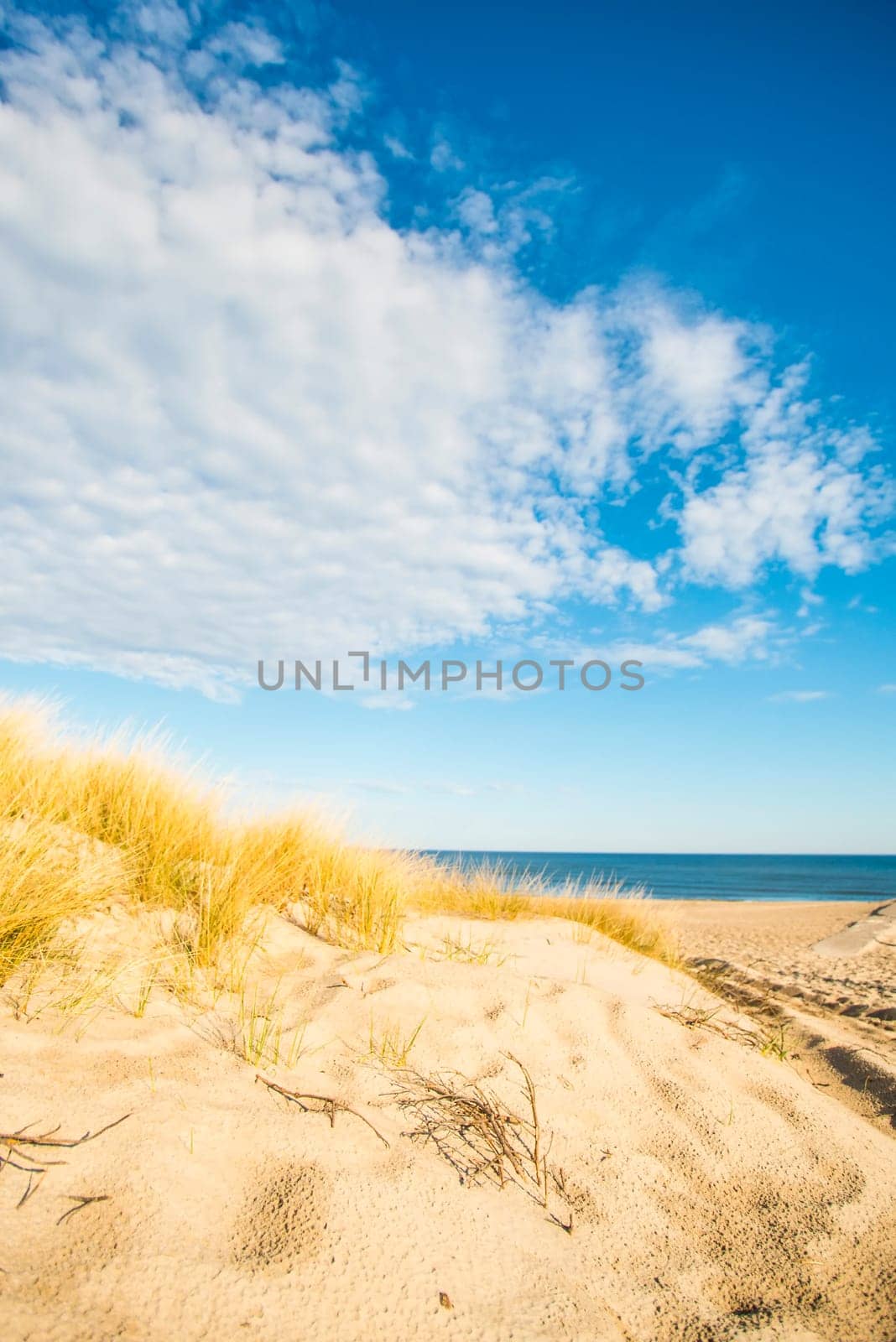 beach of the Baltic sea with beach grass