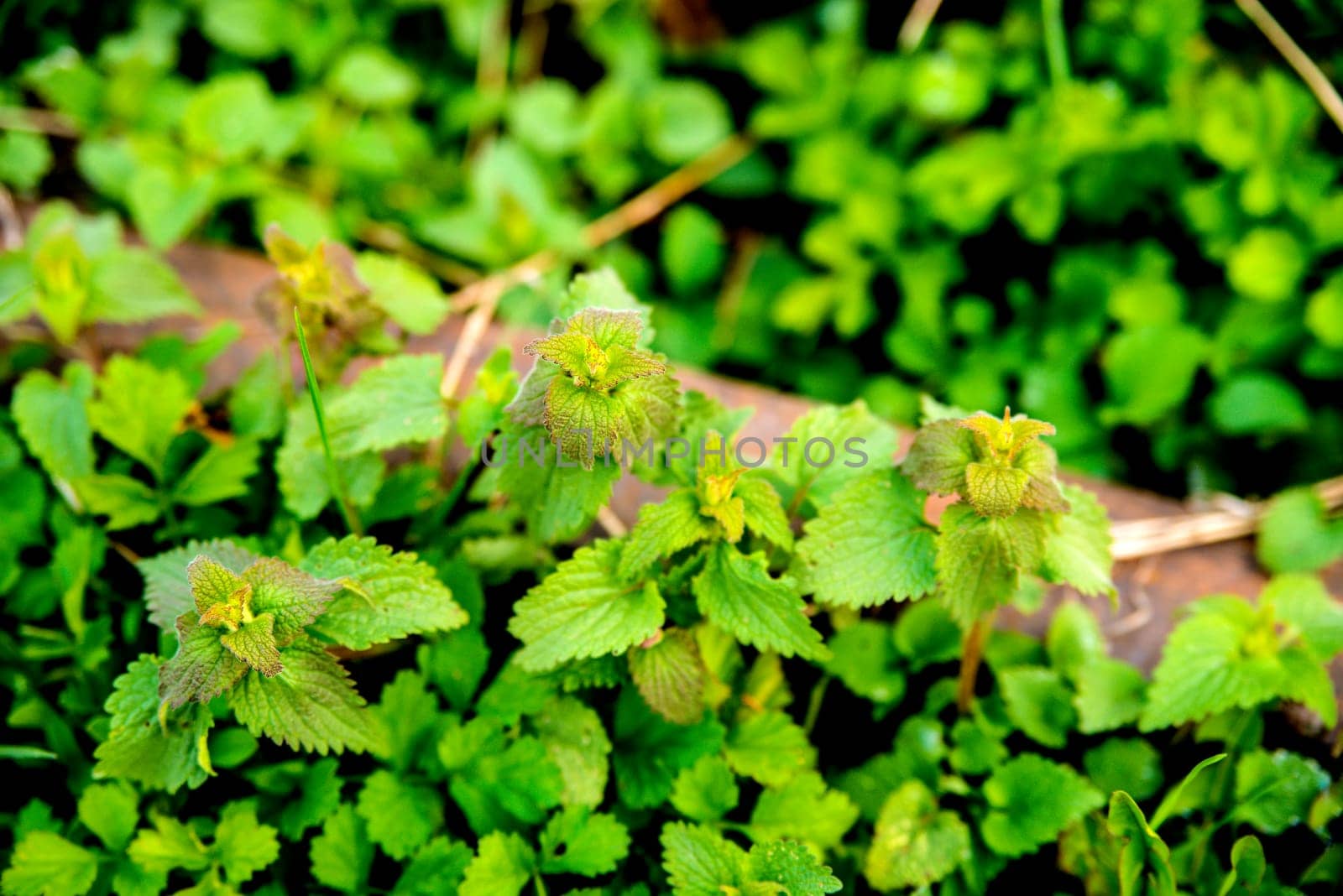 stinging nettle at a railway