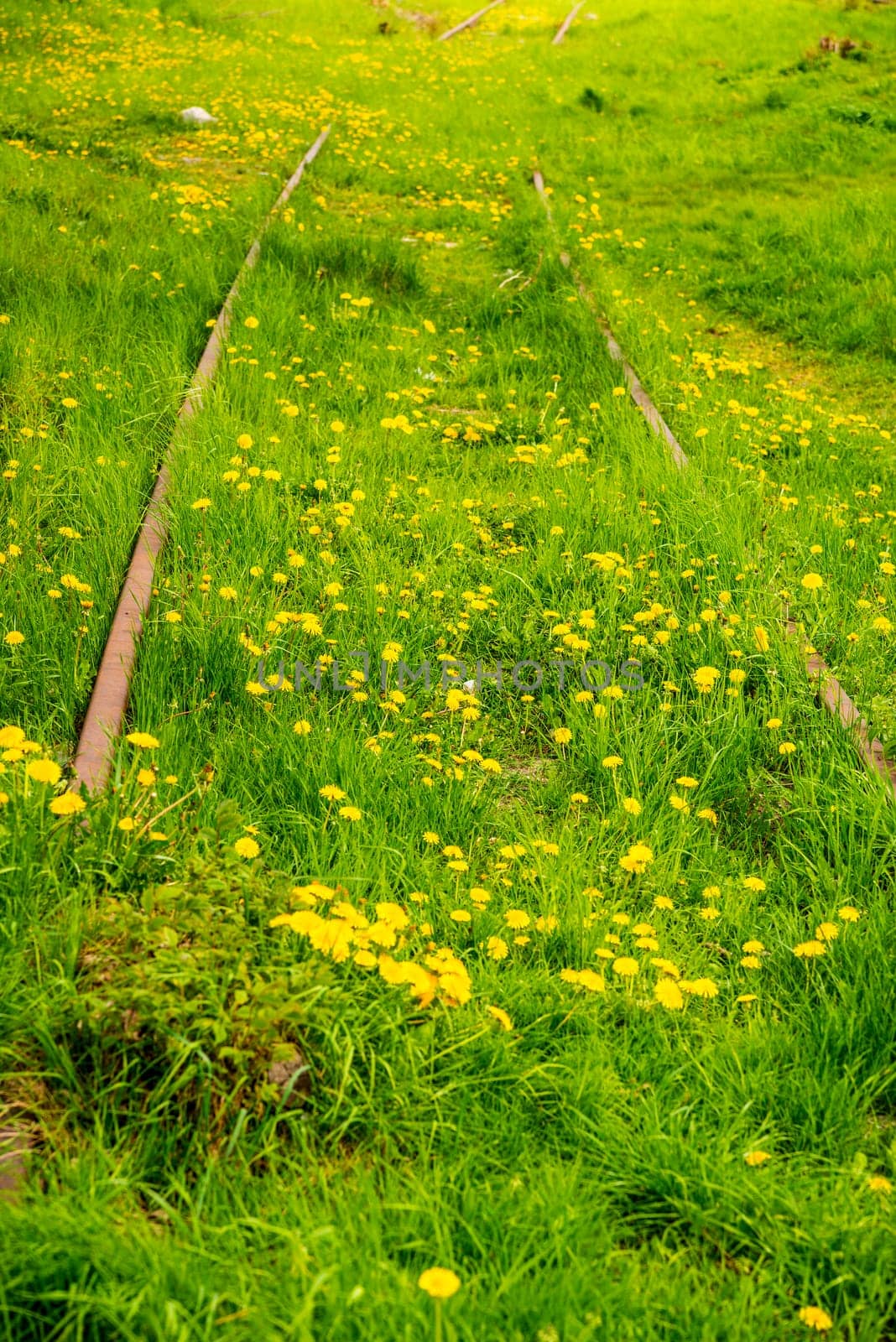 rails out of order, overgrown with green grass