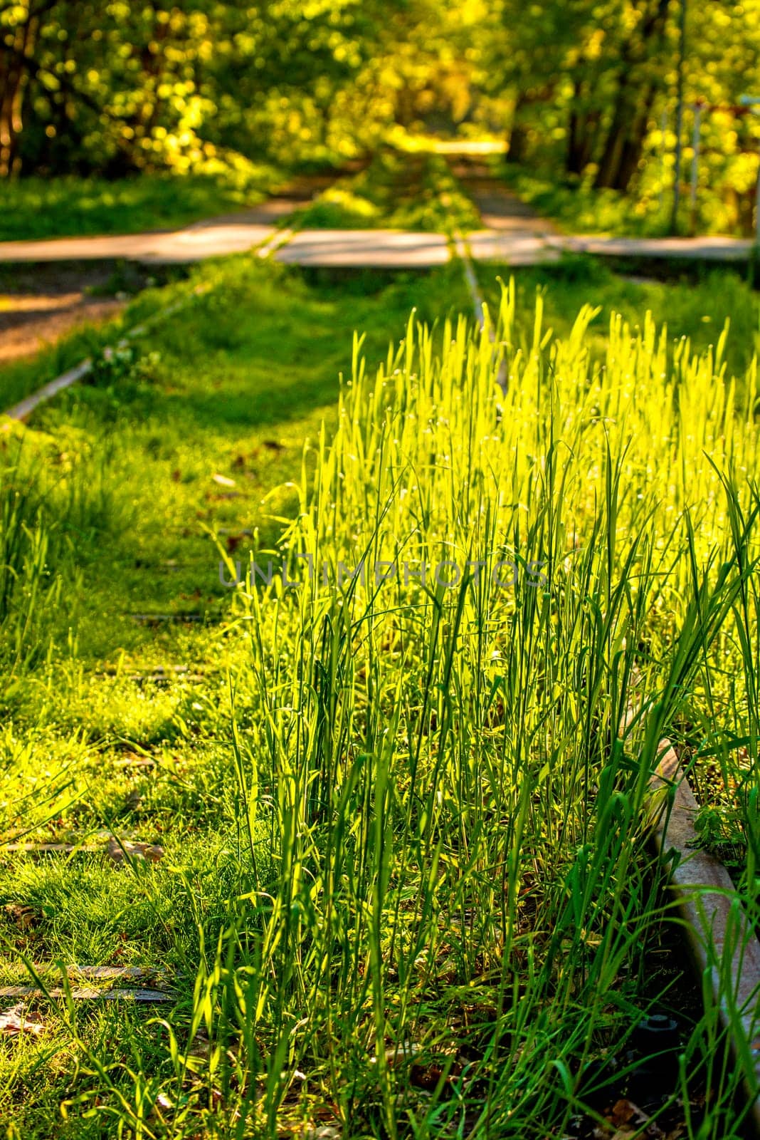 railway overgrown with green grass
