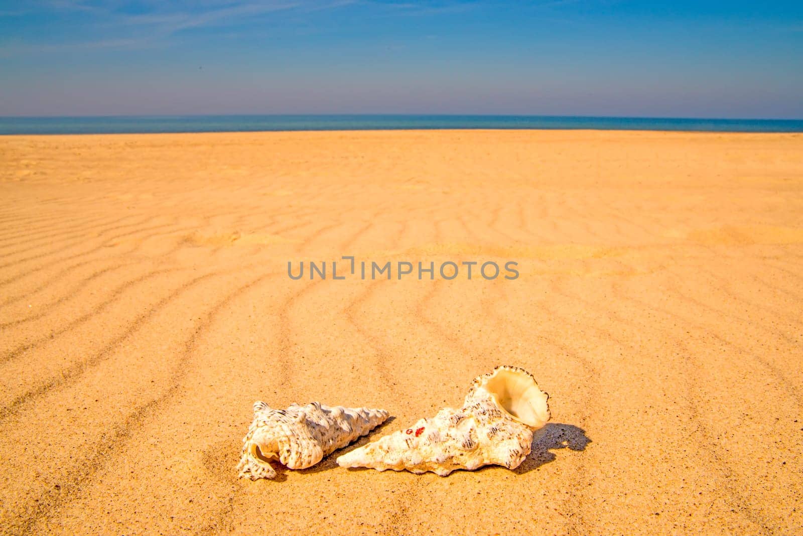 sandy beach with snails