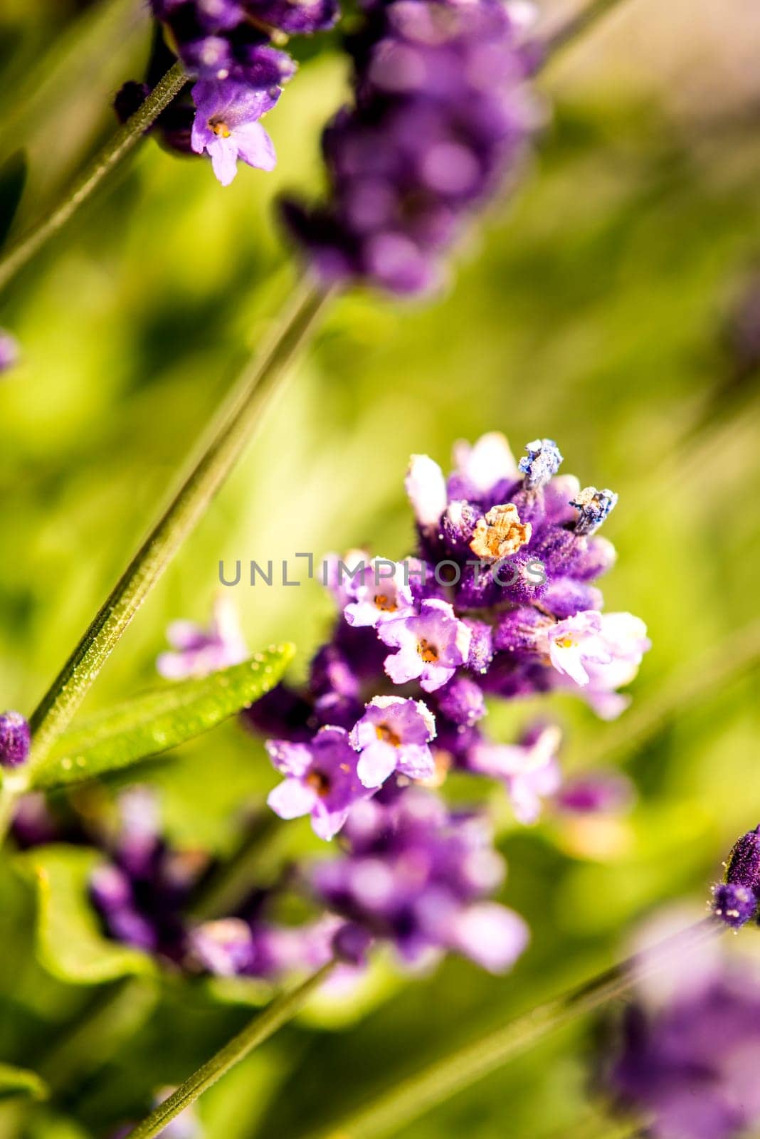 Lavender with blurred background