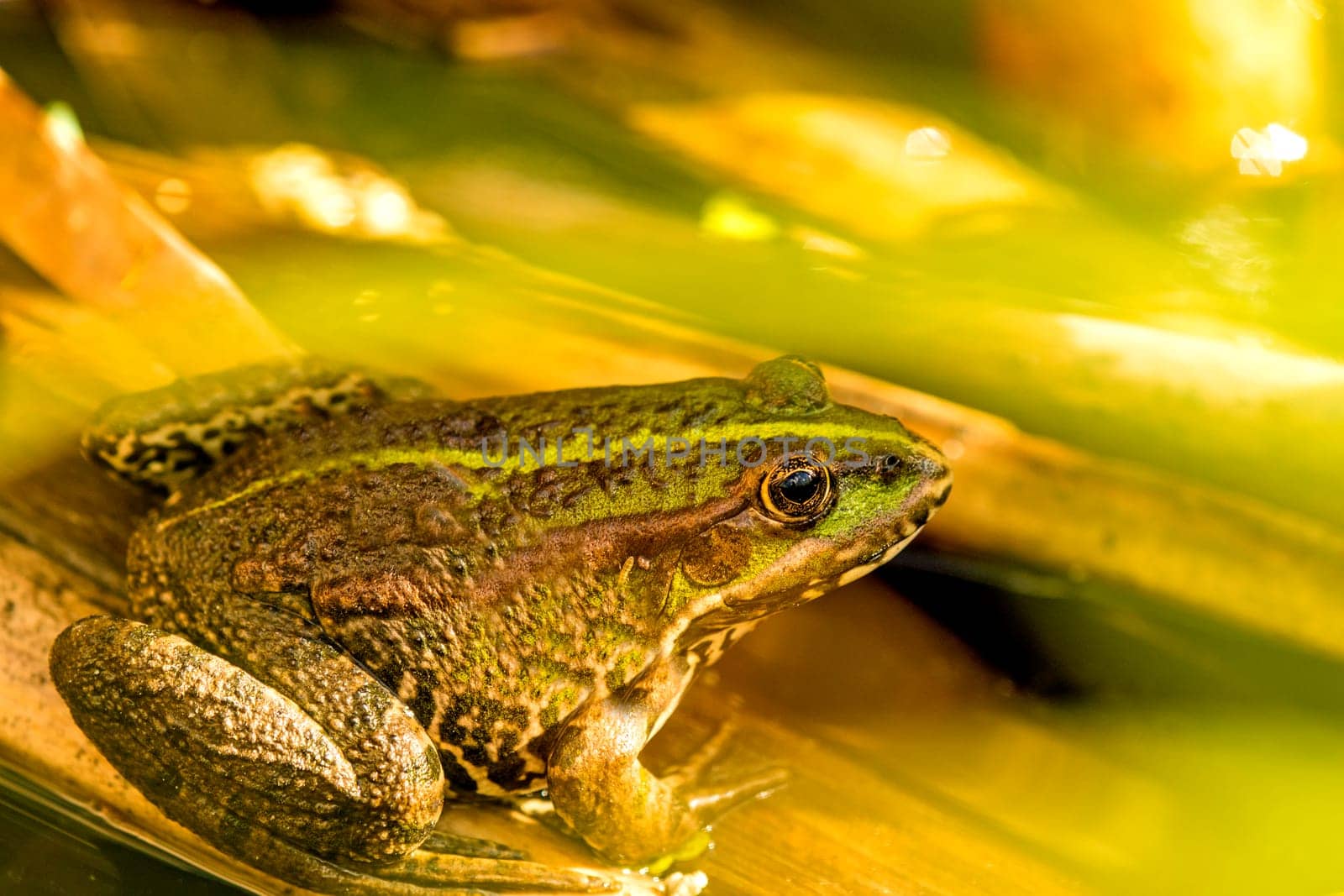 common water frog in a pond