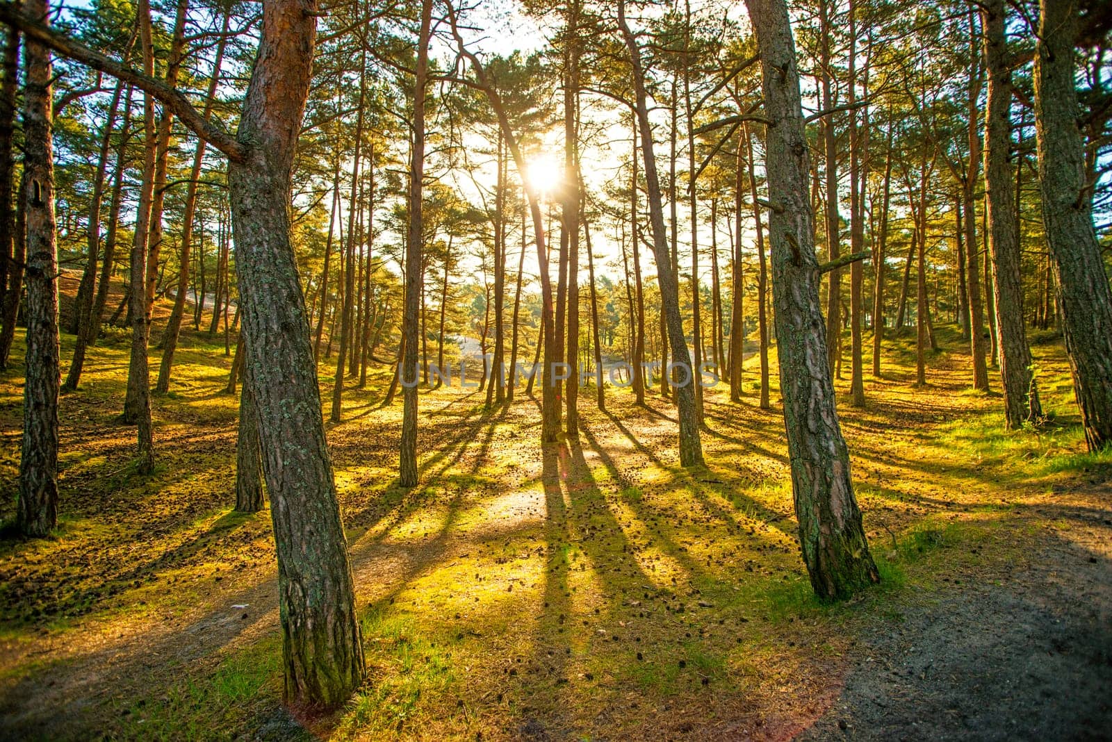 forest in back light