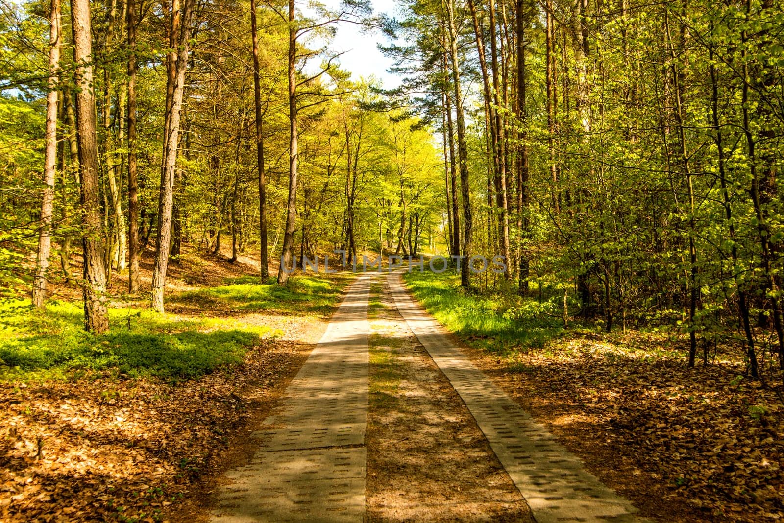 Forest in sunny spring light