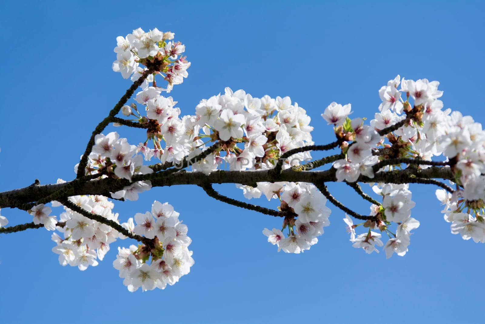 apple blossoms in spring