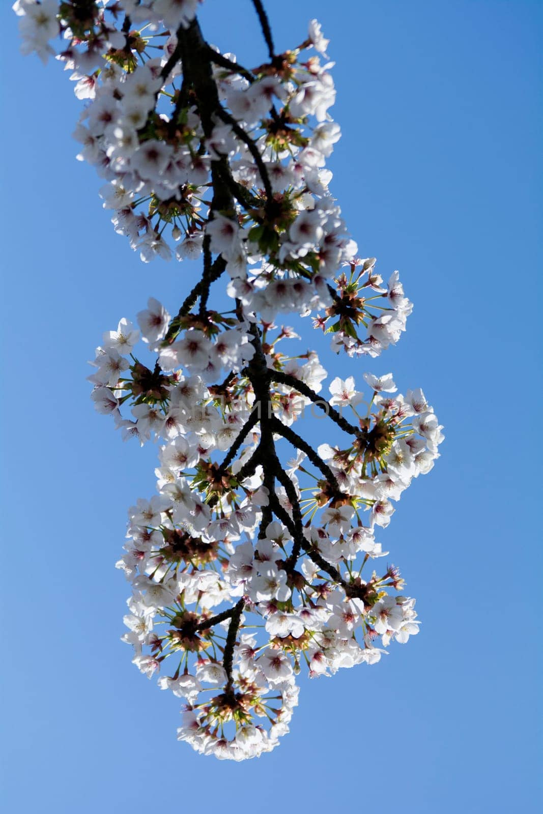 apple blossoms in spring