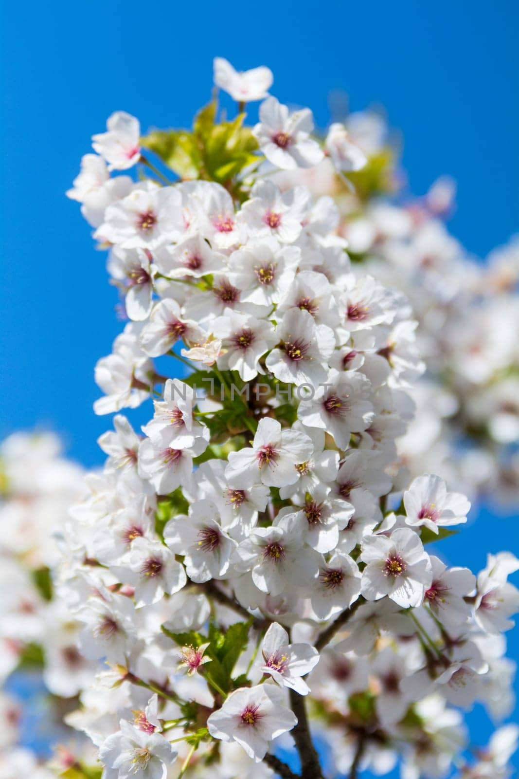 apple blossoms in spring