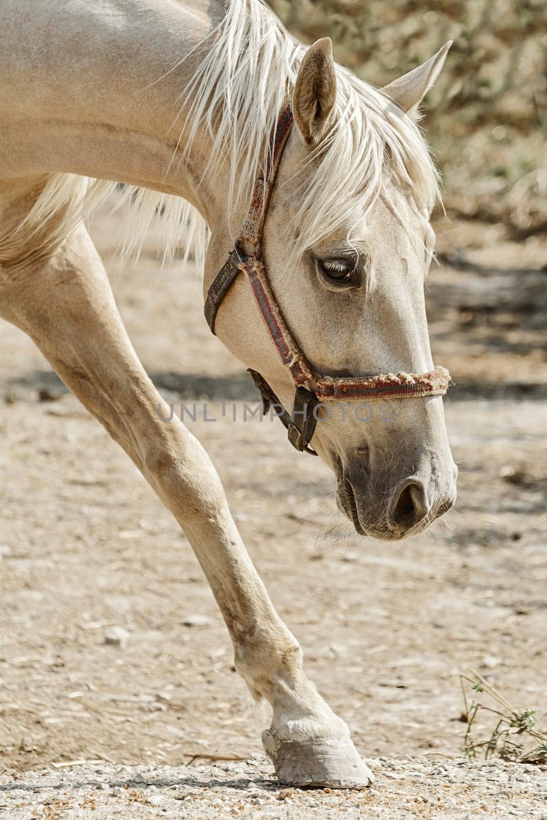 Portrait of a palomino mare in the paddock