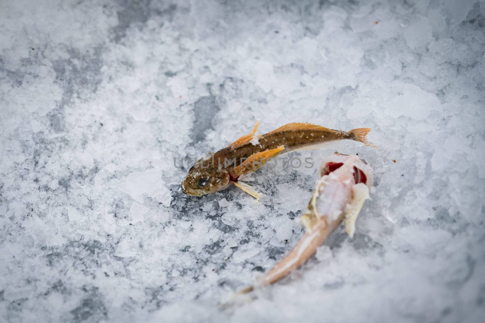 Specific fish of Baikal lake. Baikal lake, Siberia, Russia
