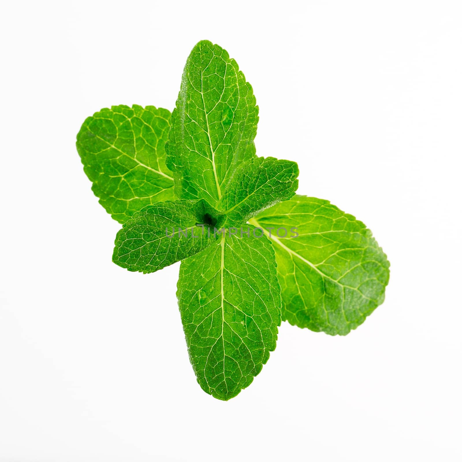 Fresh mint leaves isolated on white