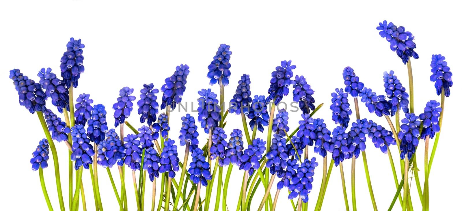 Blue grape hyacinths with green stems lie in a row isolated on white