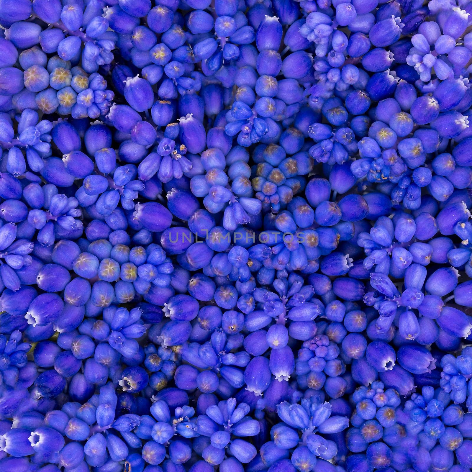 Blue grape hyacinth flowers lie in a pile on a pile as a background