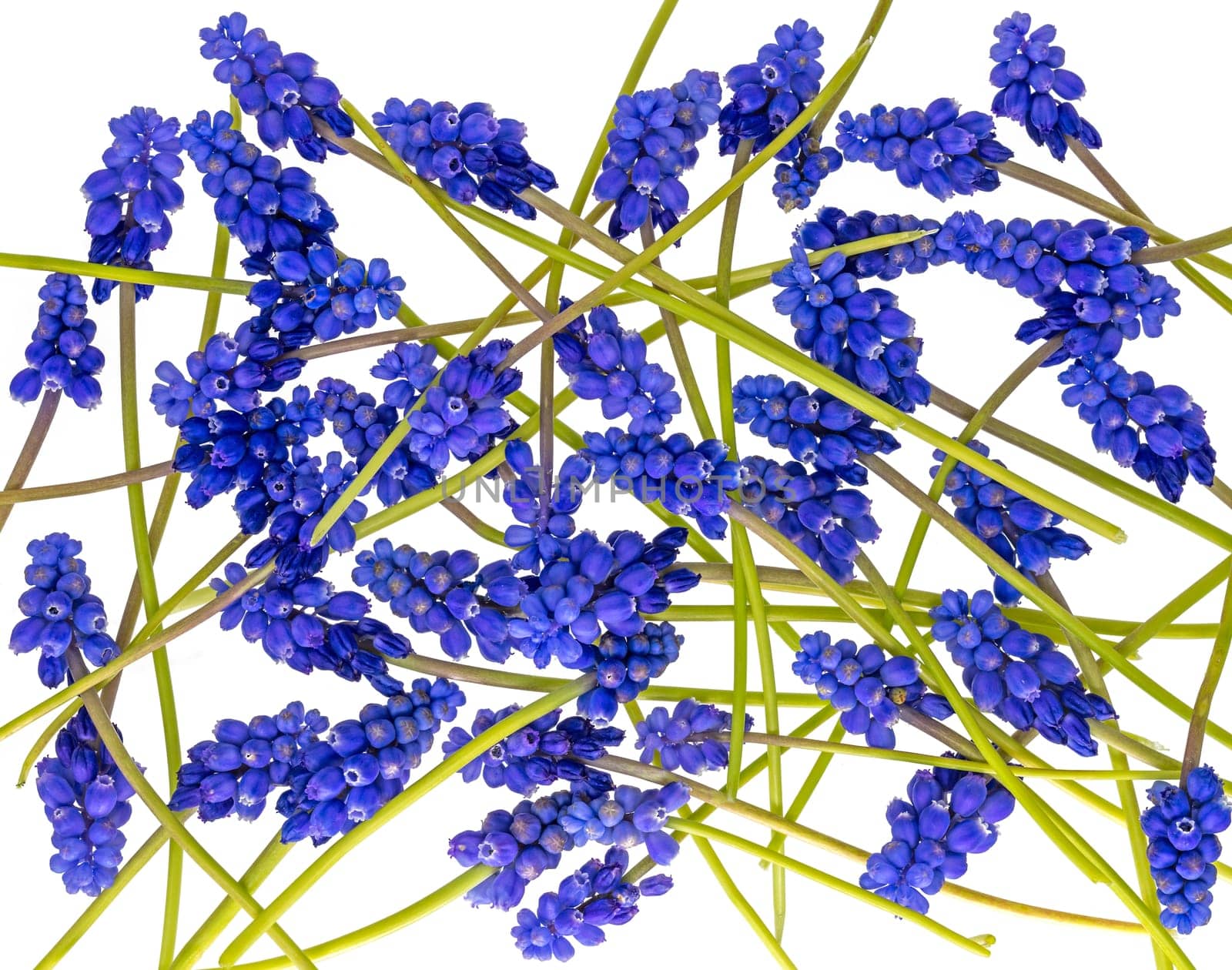 Blue grape hyacinths with green stems are jumbled, isolated on white
