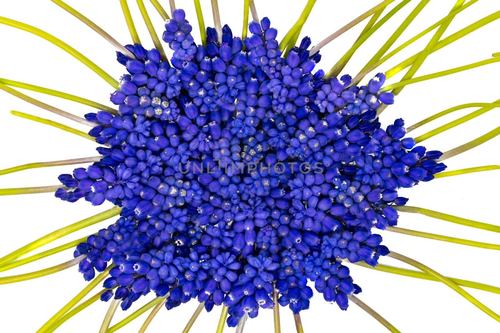 Blue grape hyacinths with green stems are jumbled, isolated on white