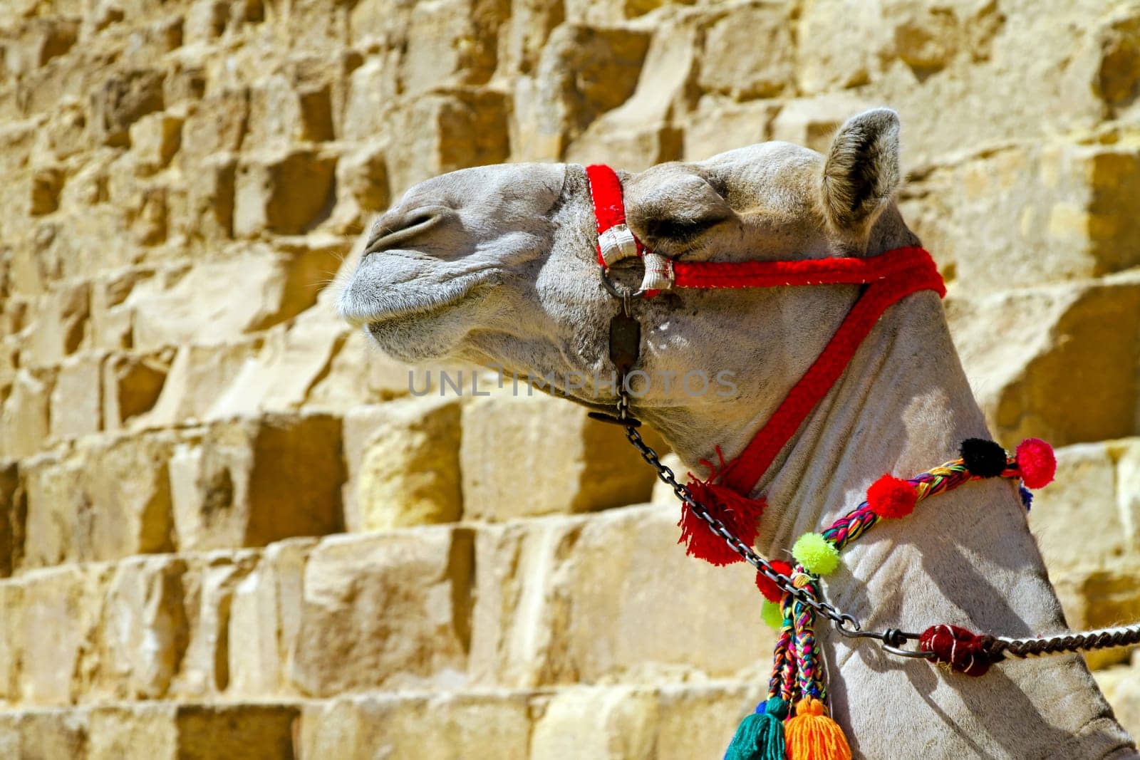 Arabian camel profile near pyramide in Egypt.