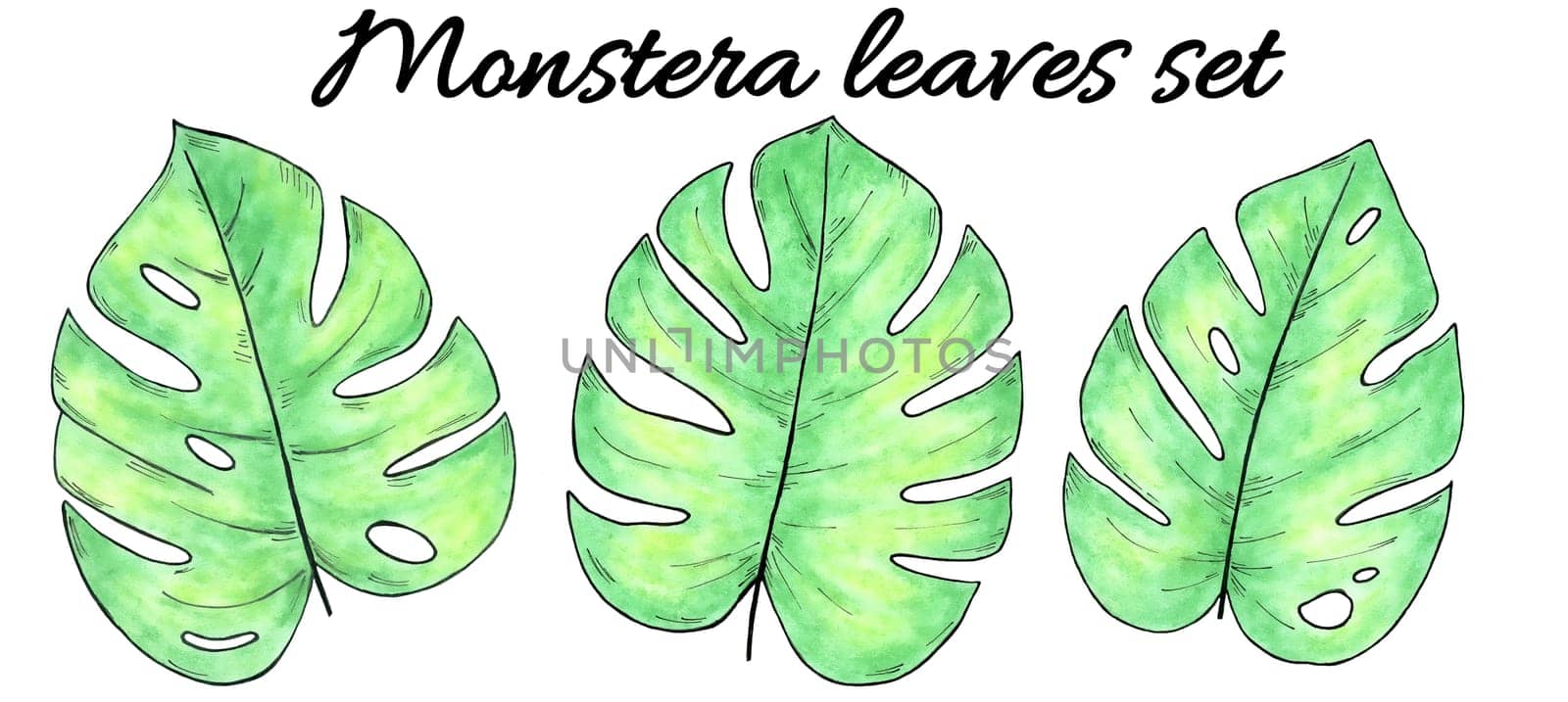 Hand drawn watercolor tropical plants set. Watercolor monstera leaves isolated on white