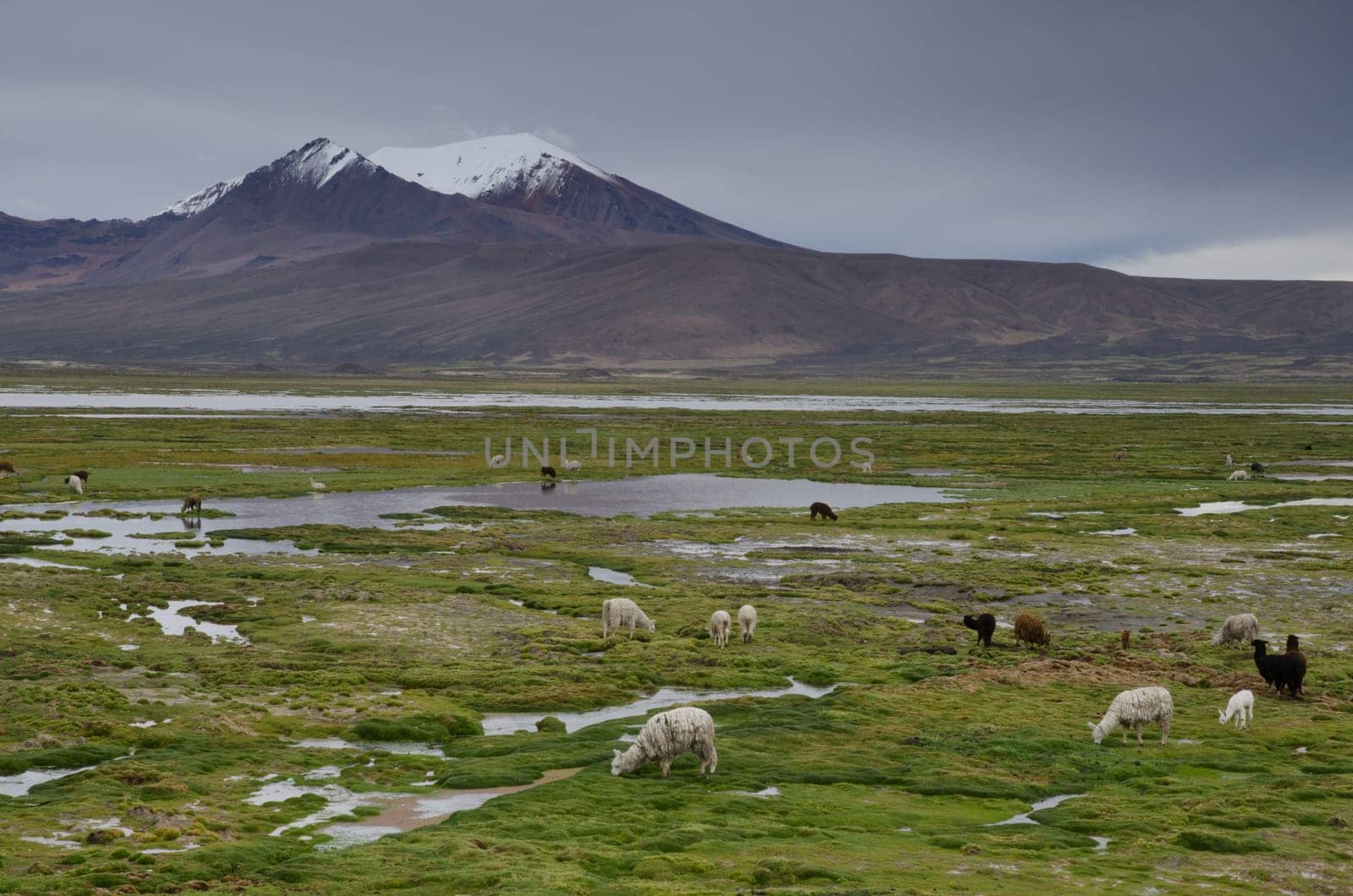Alpacas Vicugna pacos grazing in a meadow. Cotacotani Lakes. Lauca National Park. Arica y Parinacota Region. Chile.