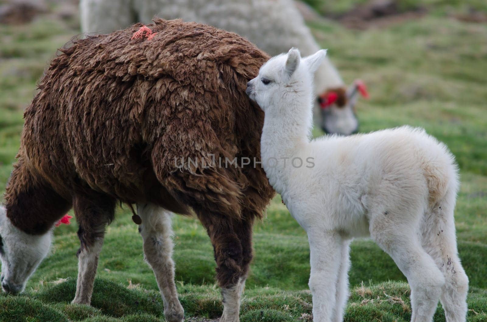 Baby alpaca Vicugna pacos with her mother. Parinacota. Lauca National Park. Arica y Parinacota Region. Chile.