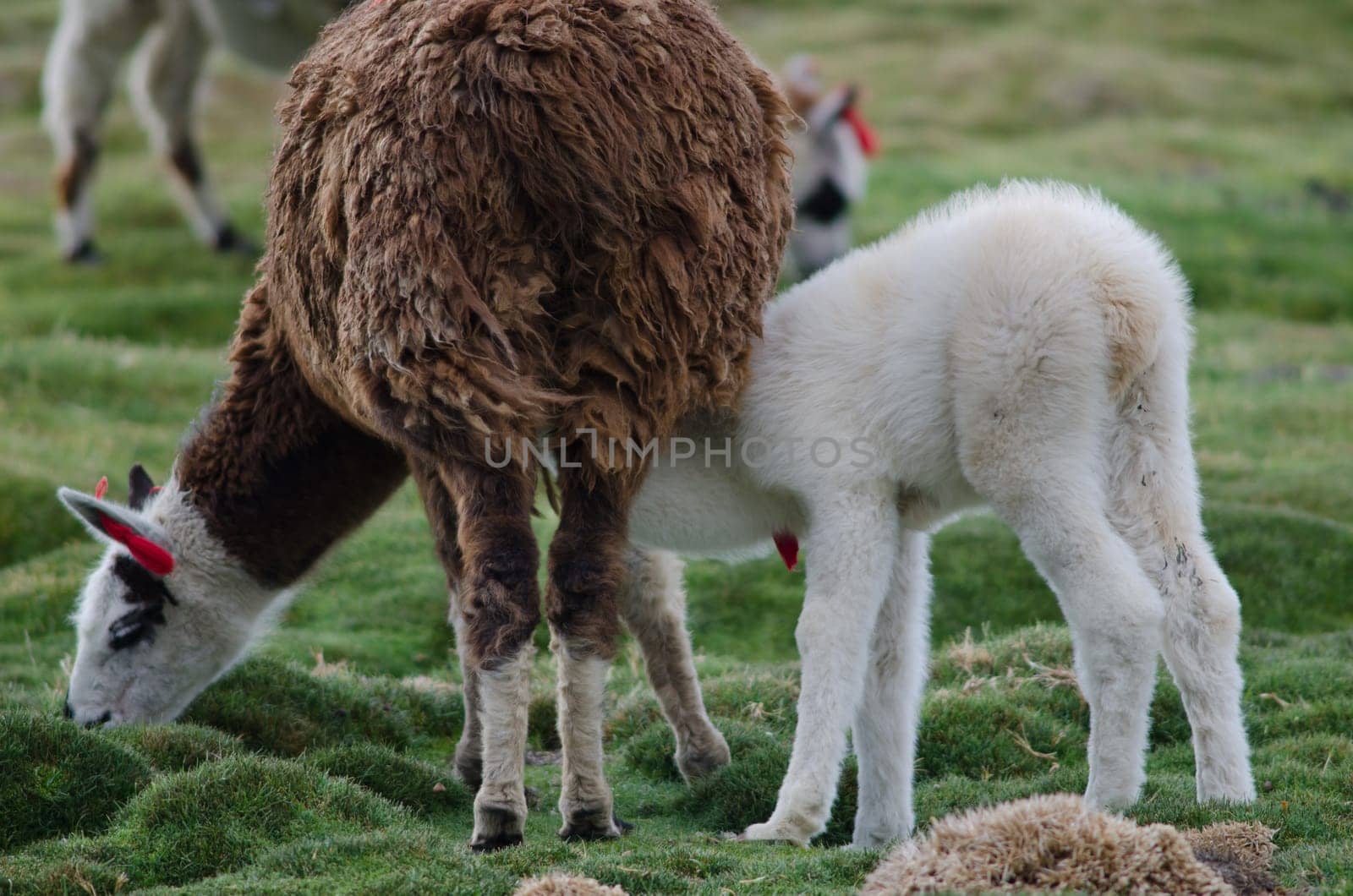 Baby alpaca Vicugna pacos suckling from her mother. Parinacota. Lauca National Park. Arica y Parinacota Region. Chile.