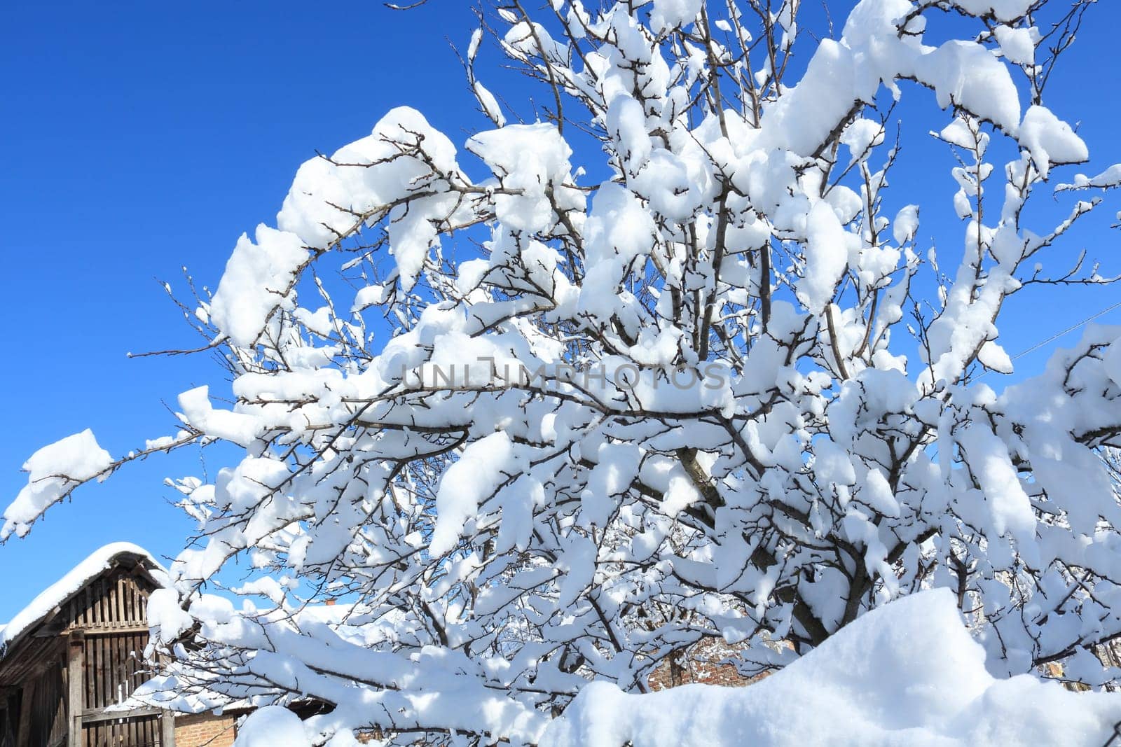 Snow covered tree, Blue sky and white ground. Real winter idyll scene...
