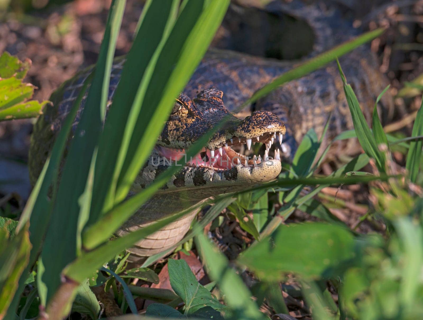 Mouth Details of a Caiman Hiding in the Vegetation in the Pantanal in Brazil