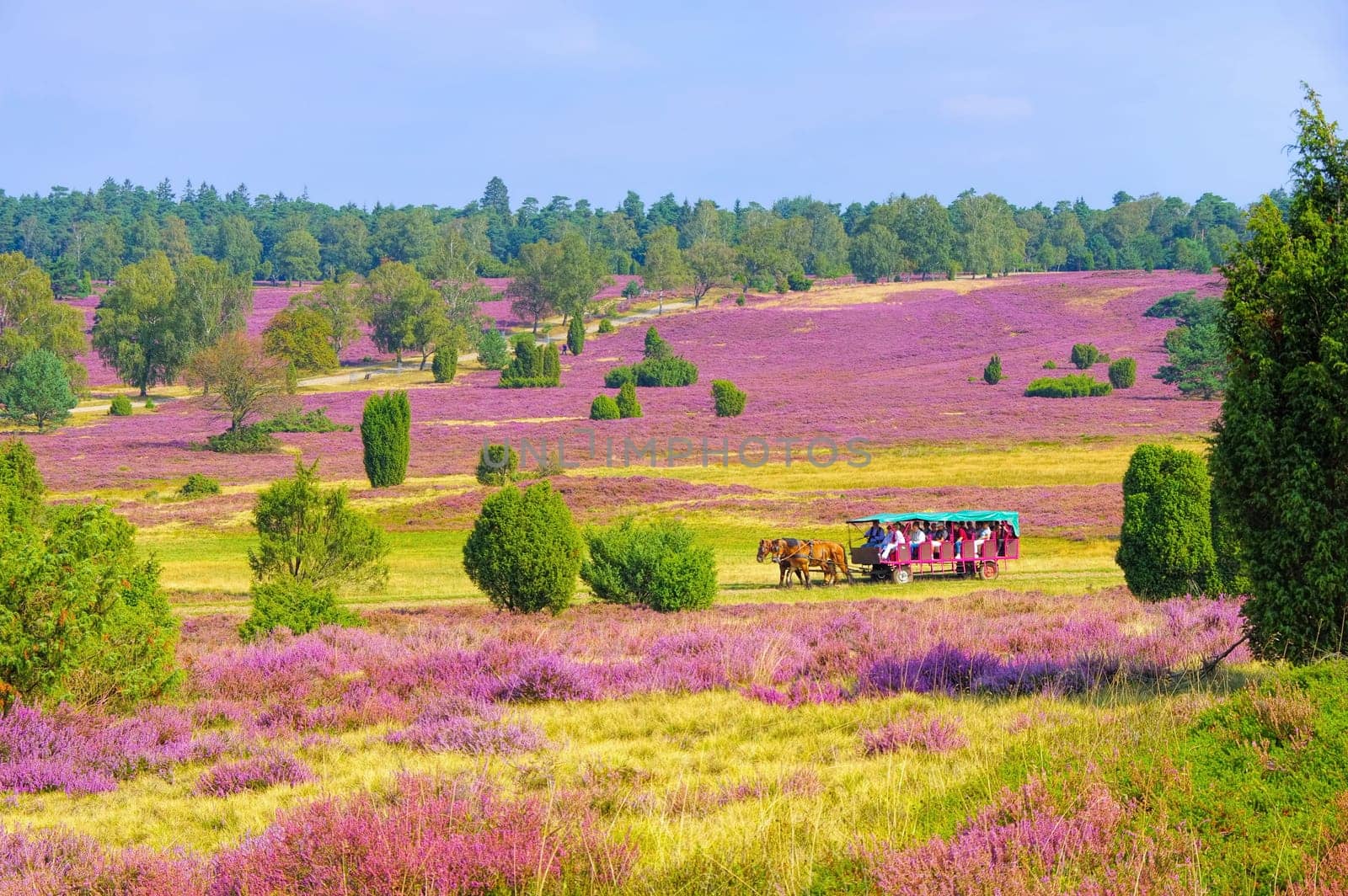 landscape Lueneburg Heath in autumn near Wilsede