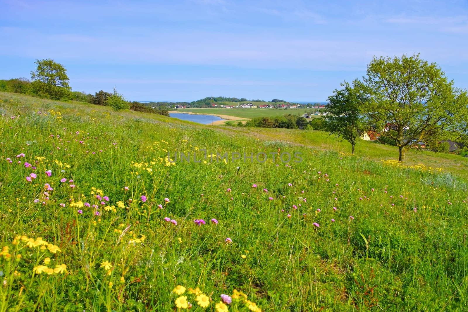 spring flower meadow on island of Ruegen in northern Germany