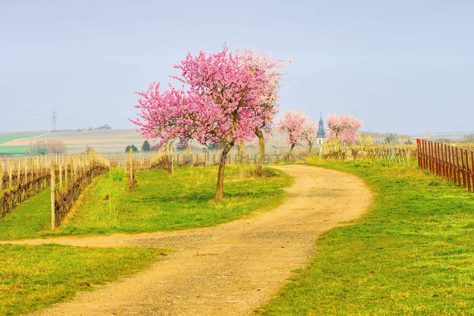 the town Kirchheim during almond blossom in Rhineland Palatinate in spring, Germany