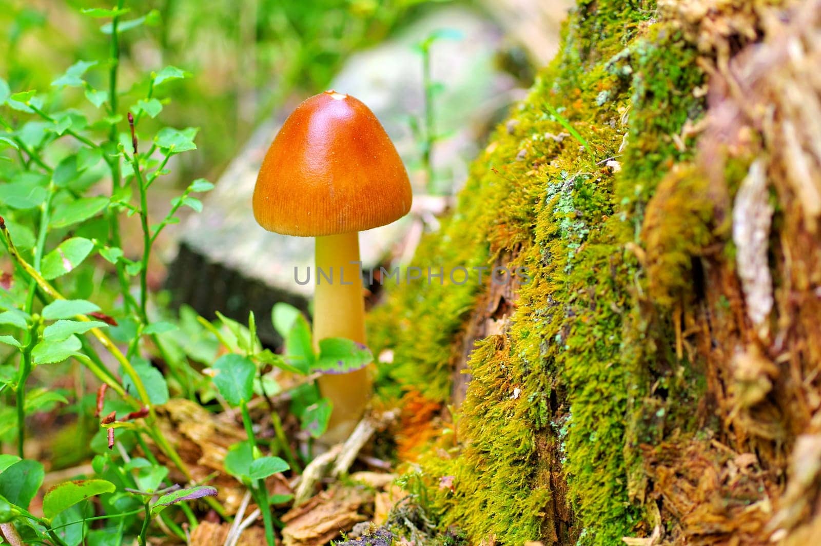 Amanita fulva, commonly called the tawny grisett in autumn forest
