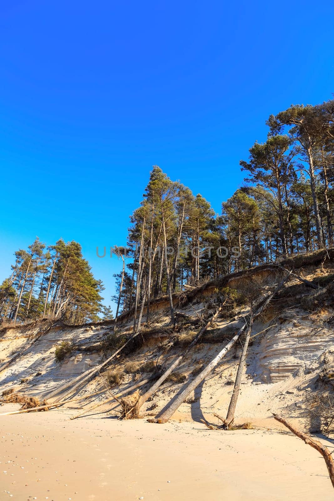 Baltic sandy coast after severe storms 2020. Destroyed shore, fallen trees. Steep and sandy coast of Baltic sea in western Latvia.