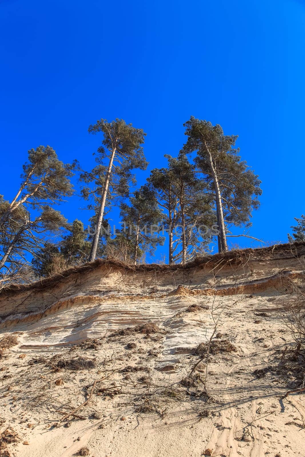 Baltic sandy coast after severe storms 2020. Destroyed shore, fallen trees. Steep and sandy coast of Baltic sea in western Latvia.