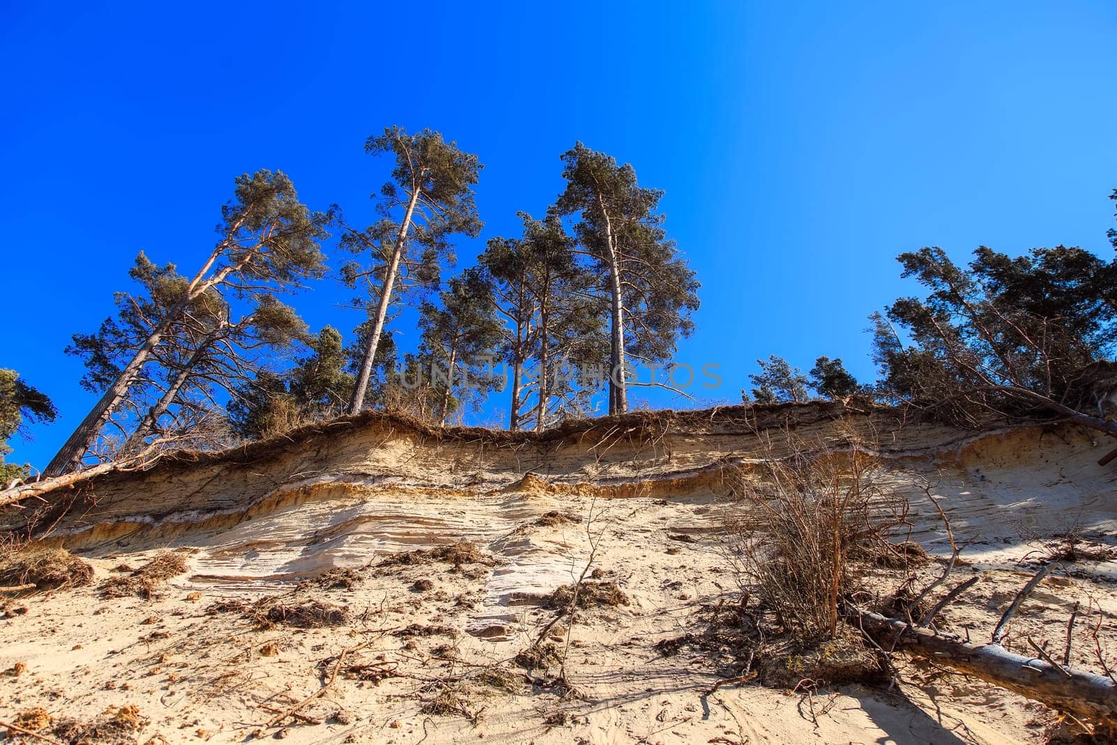 Baltic sandy coast after severe storms 2020. Destroyed shore, fallen trees. Steep and sandy coast of Baltic sea in western Latvia.
