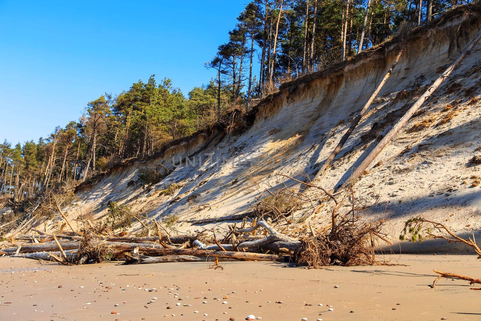 Baltic sandy coast after severe storms 2020. Destroyed shore, fallen trees. Steep and sandy coast of Baltic sea in western Latvia.