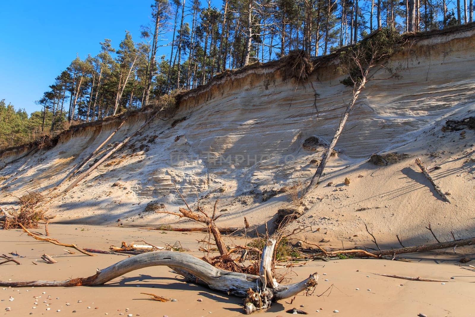 Baltic sandy coast after severe storms 2020. Destroyed shore, fallen trees. Steep and sandy coast of Baltic sea in western Latvia.