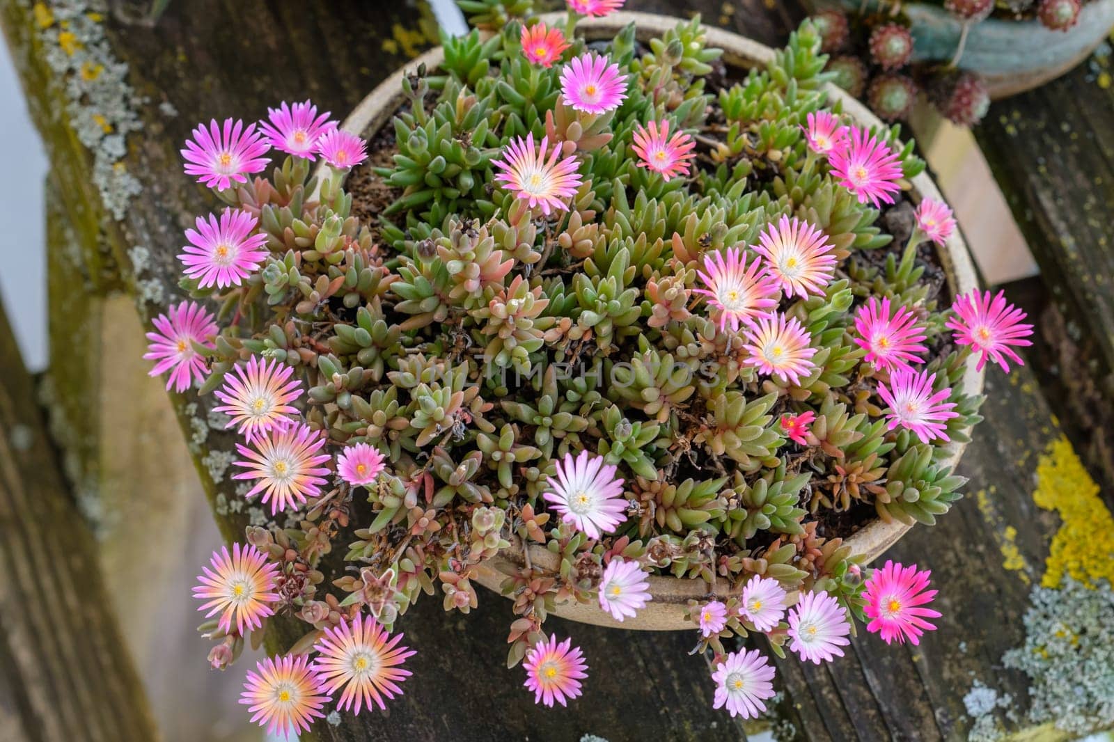 Delosperma succulent plant with flowers in top view