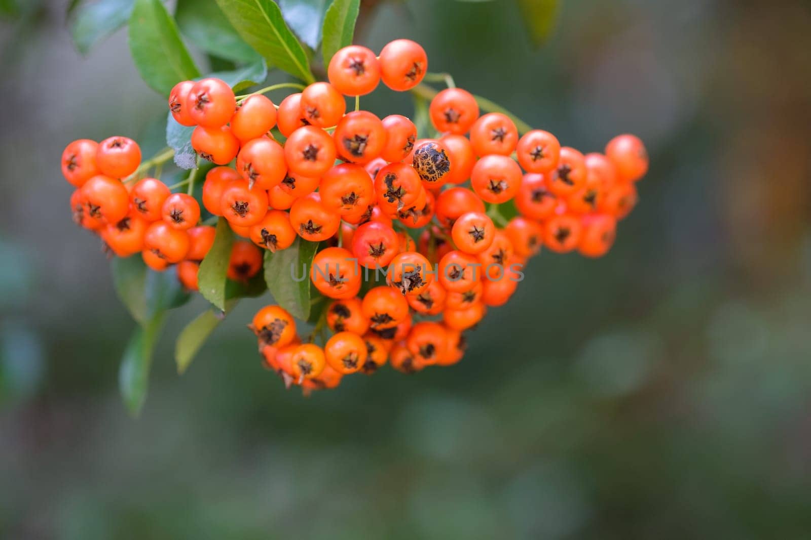 Firethorn berries orange in autumn close-up