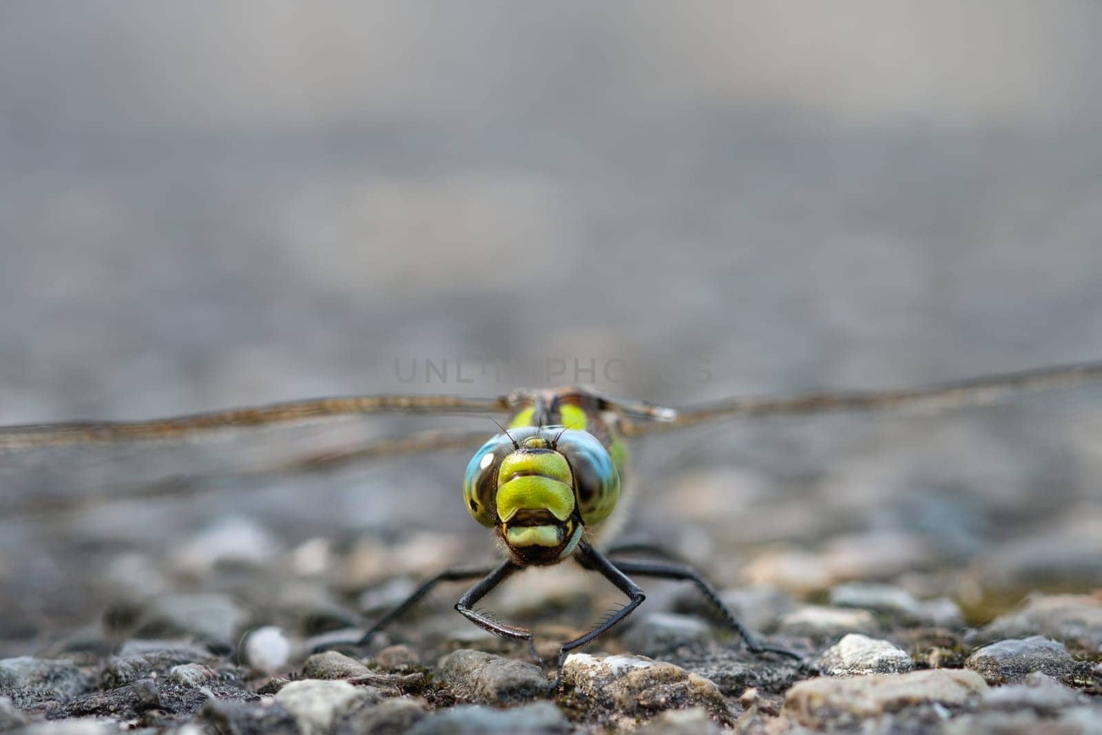 Blue hawker (Aeshna cyanea) dragonfly insect close-up