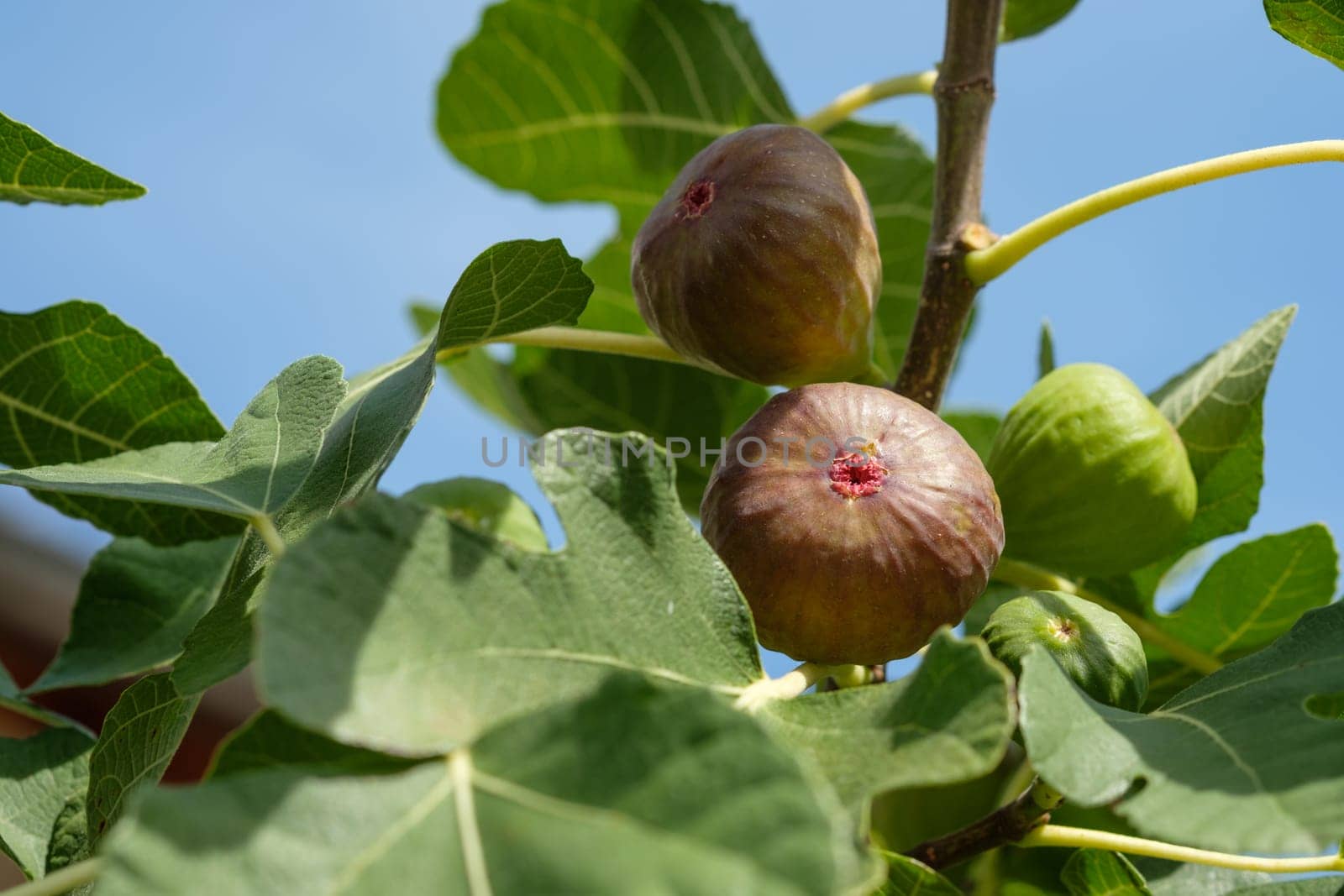 Figs fruit ripe at a tree branch with leaves