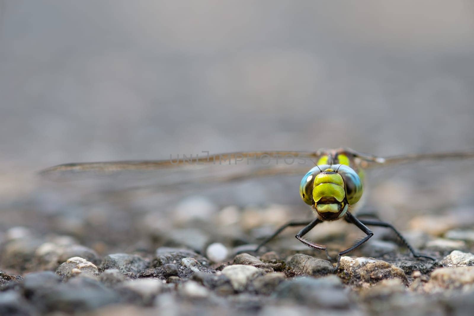 Dragonfly southern hawker close-up of head and eyes